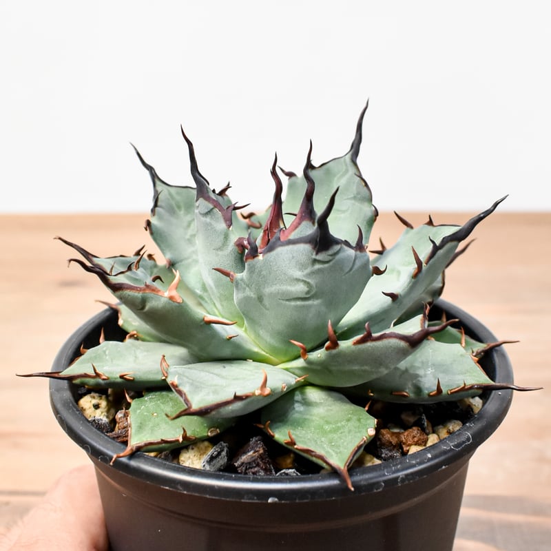 アガベ　ハイブリッド　象牙妖炎×楊貴妃　超希少　② アガベ ハイブリット 象牙妖炎×黑帝斯 / エボリスピナ×ハデス