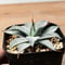 アガベ ハイブリット 日系イシスメンシス×象牙妖炎（陽炎エボリ）【台湾botanical_seeker産】RF25011368