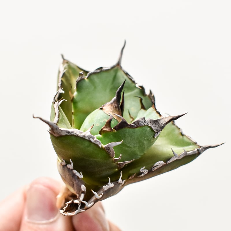 アガベ チタノタ ハデス / 黒帝斯、恐竜牙歯 【台湾 dragon agave産/TC