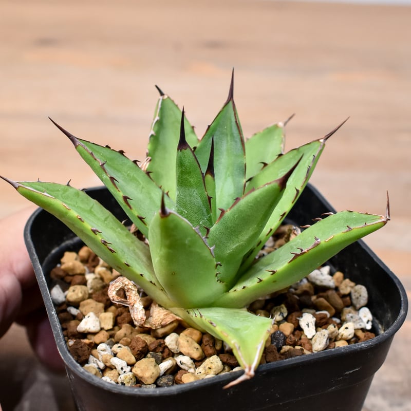 アガベ Dennis hybrid 甲蟹X笹之雪 【台湾DENNIS産/実生】DN25010