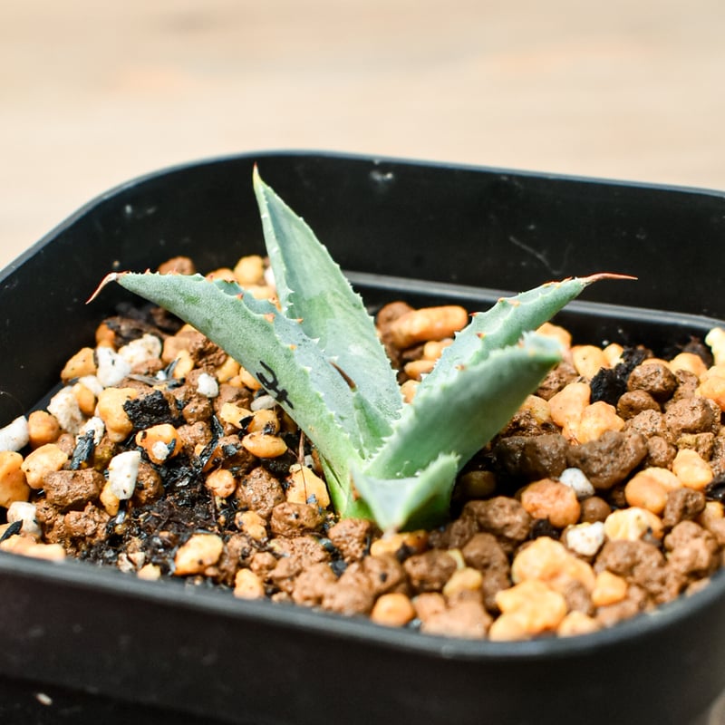 アガベ ハイブリット 