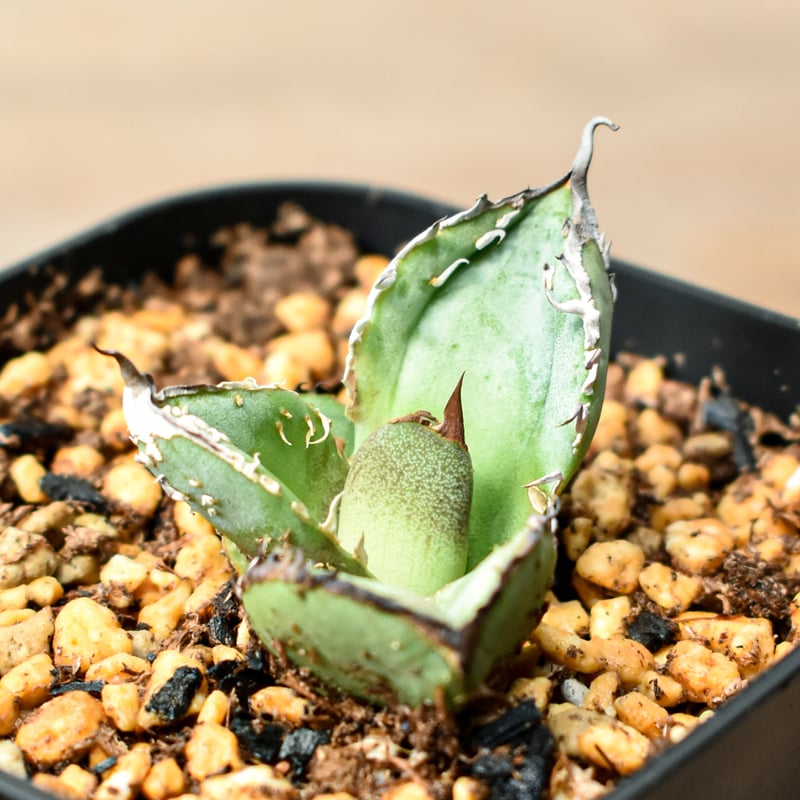 アガベ チタノタ 