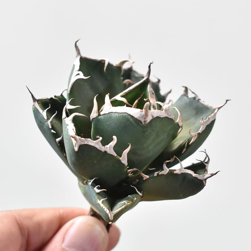 アガベ 鬼爪中株 アガベ ピカチュウ アガベ チタノタ 