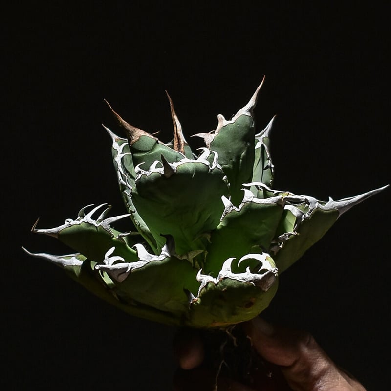 アガベ チタノタ 