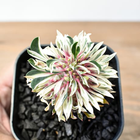 ユーフォルビア | STORES