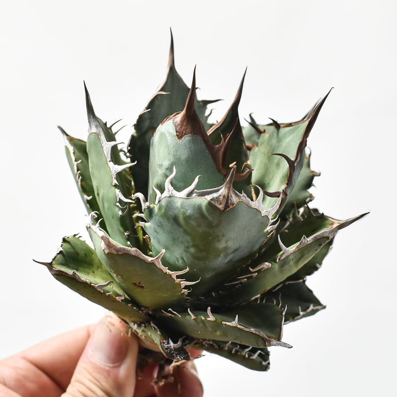 gogokomomoさん 確定苗　アガベ　オテロイ実生 gogokomomoさん 確定苗 アガベ オテロイ実生