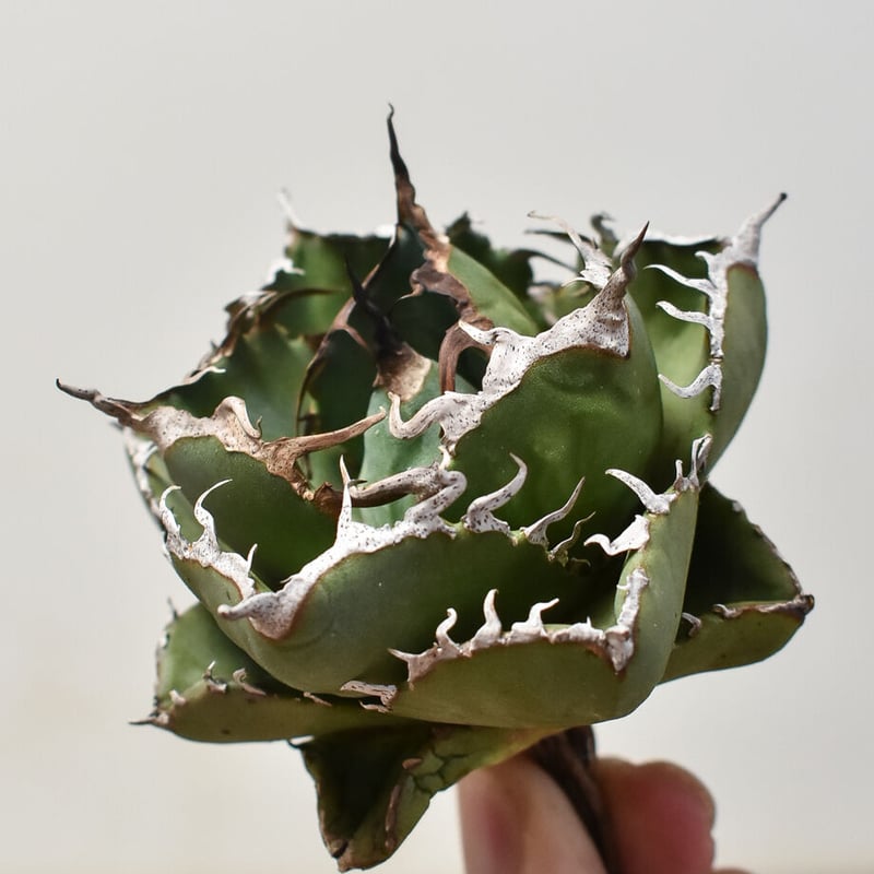 アガベ チタノタ　抜き苗発送 アガベ チタノタ 抜き苗発送