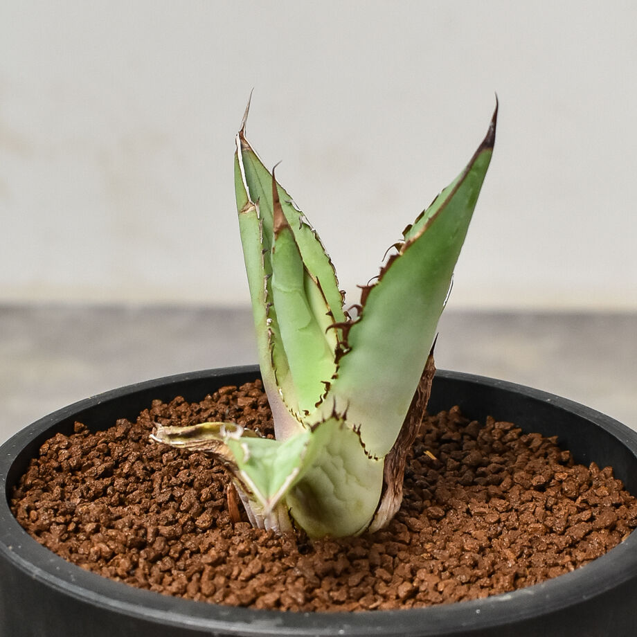 アガベ チタノタ 