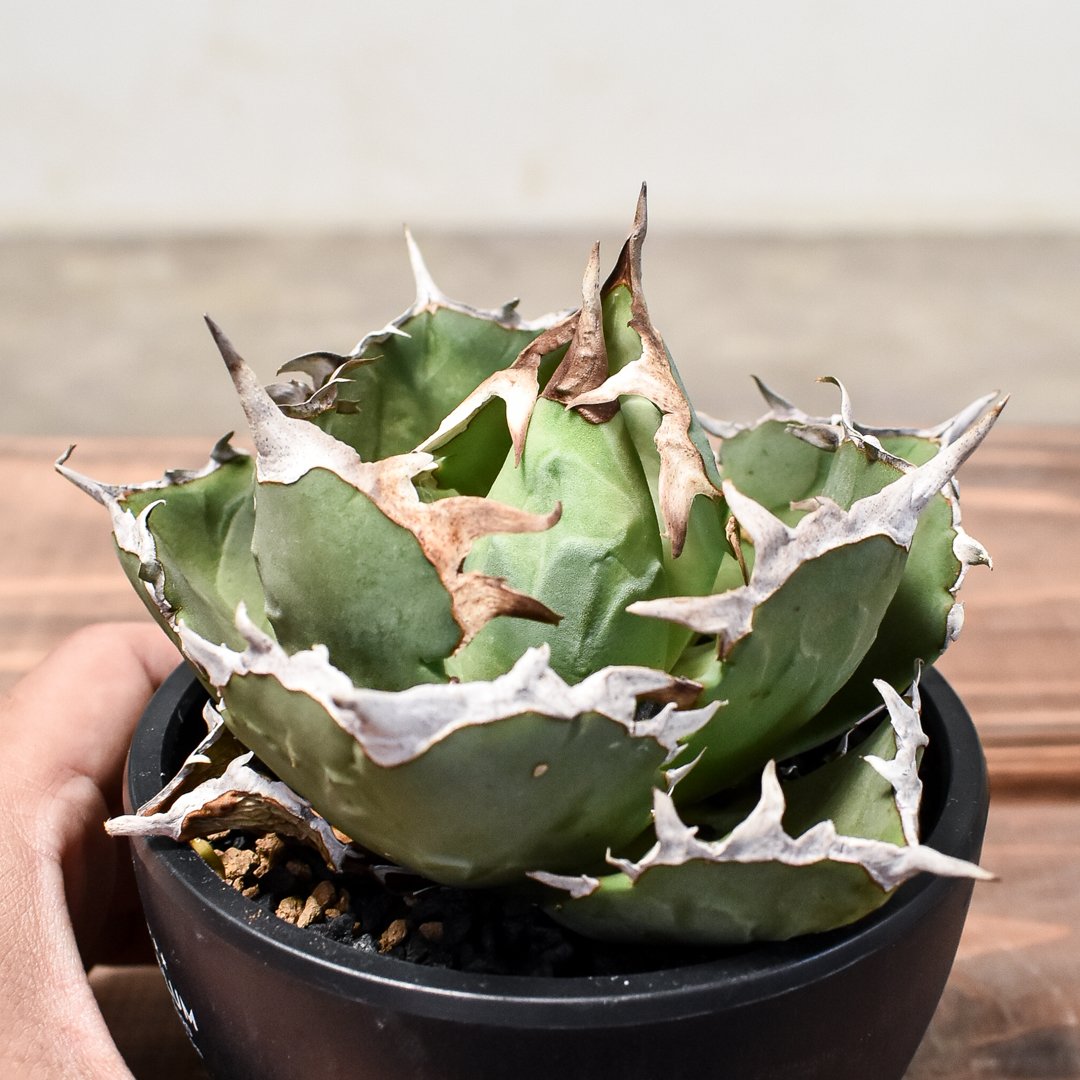 ボール型美形【中株】アガベチタノタcrab 螃蟹 ボール型美形【中株】アガベチタノタcrab 螃蟹 アガベ チタノタ