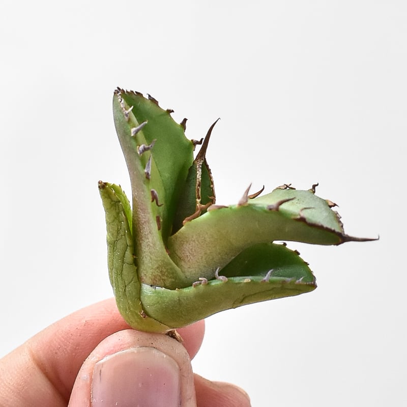 アガベ チタノタ 