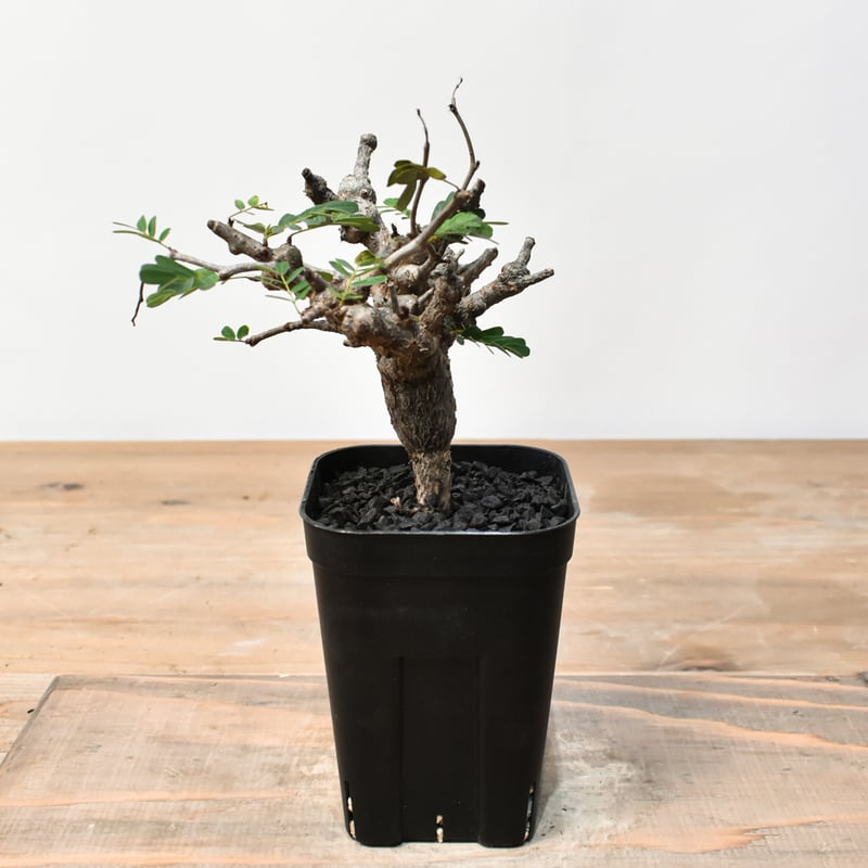 センナ メリディオナリス RFHK25011489 | RAFLUM / ラフラム｜東京、