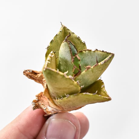 メリクロン株 | STORES