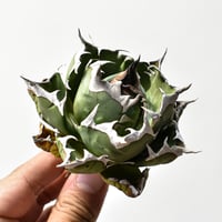 ブーファン ハエマンソイデス 