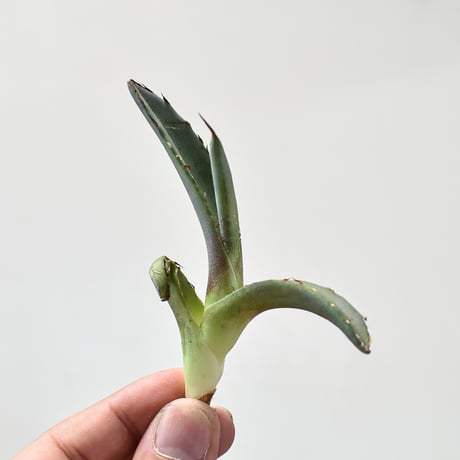 アガベ 鳳凰　大株 アガベ 鳳凰 大株