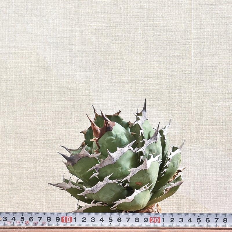 アガベ チタノタ 