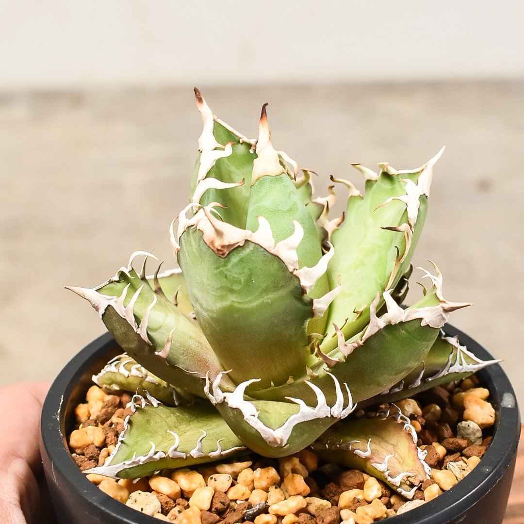 カット苗　朧月 多肉植物 朧月 カット苗 1株 多肉植物 jt-dreams 通販 14311257