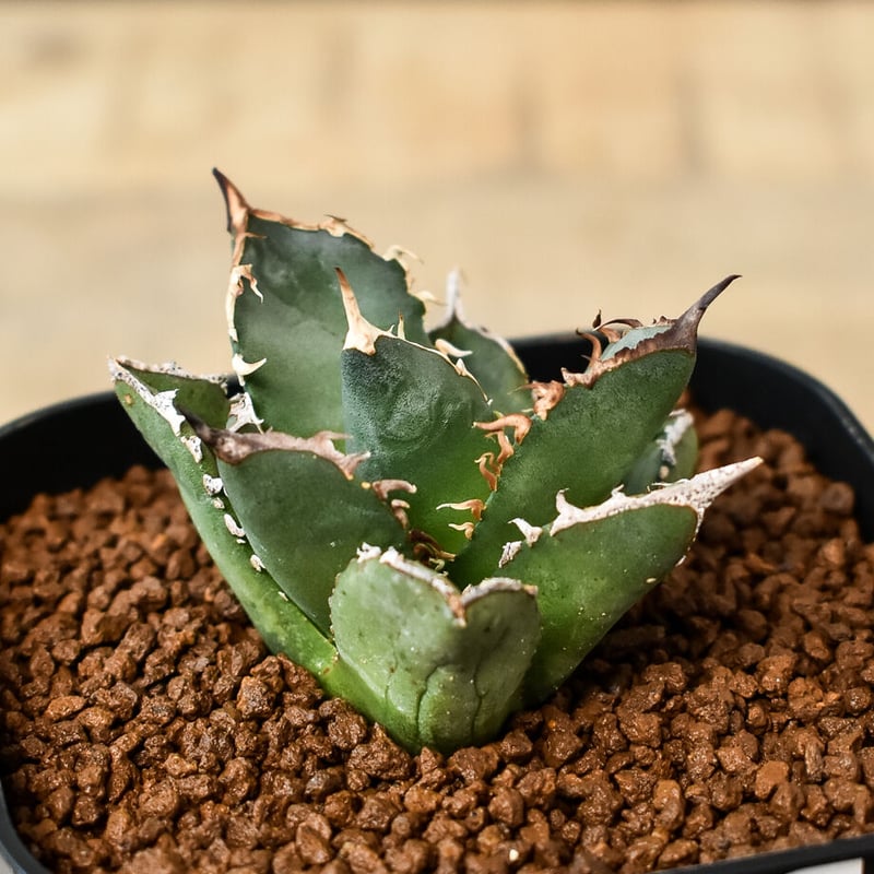 アガベ チタノタ 