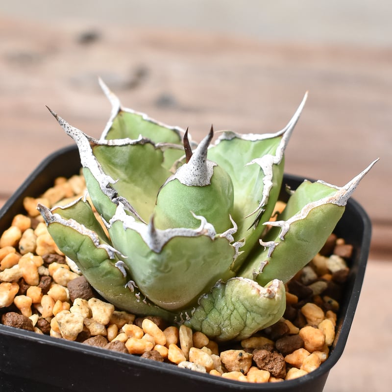 アガベ チタノタ 