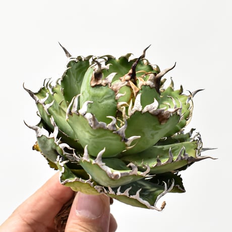 アガベフィリグリー | STORES