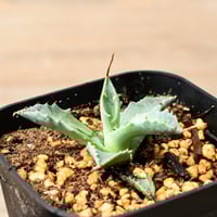 アガベ ユタエンシス エボリスピナ （抜き苗販売）RF22908 | RAFLUM