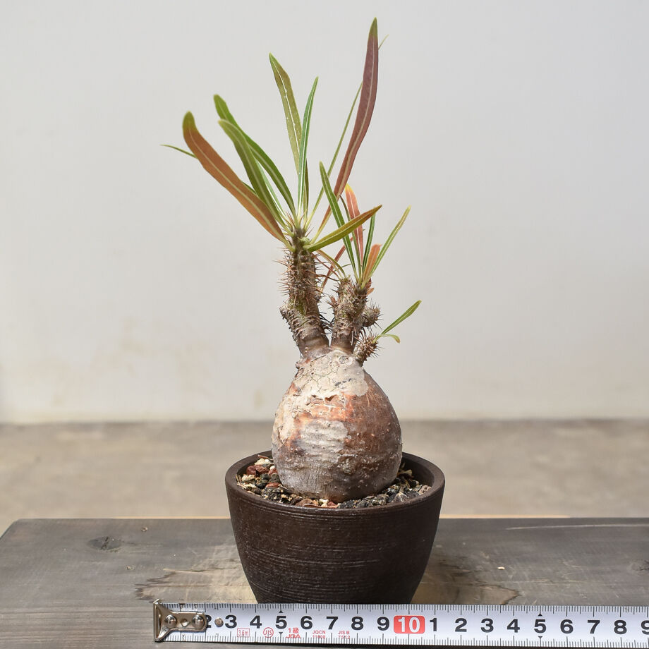 3頭グラキリス発根済み かわいいカッコイイです‼️ 今年は葉が落ちない^_^ 3頭グラキリス発根済み かわいいカッコイイです‼️ 今年は葉が落ちない