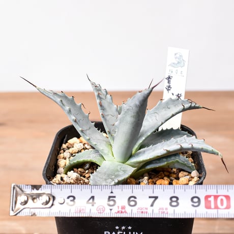 アガベ ハイブリット 雷帝×妖炎(イシスメンシス×ユタエンシス) 【台湾botanical_seeker産】B