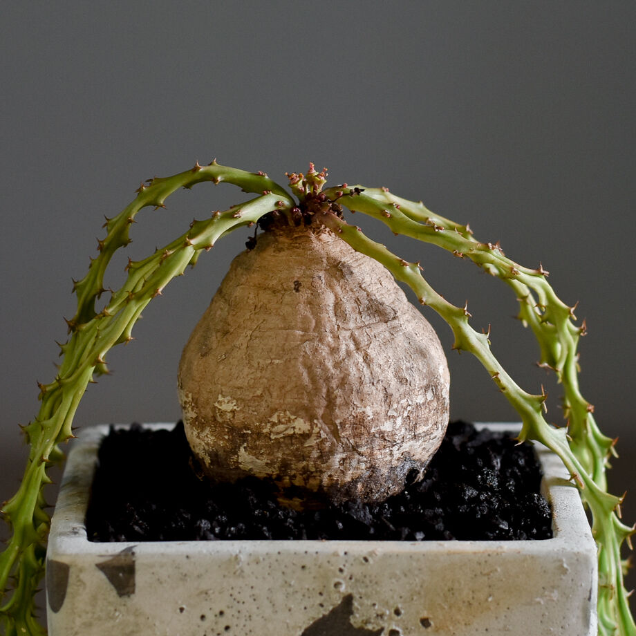 塊根植物蓬莱島 Euphorbia decidua ユーフォルビア ユーフォルビア デシドゥアEuphorbia.decidua/蓬莱島 塊根植物