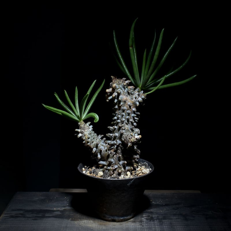 チレコドン ワリチー 