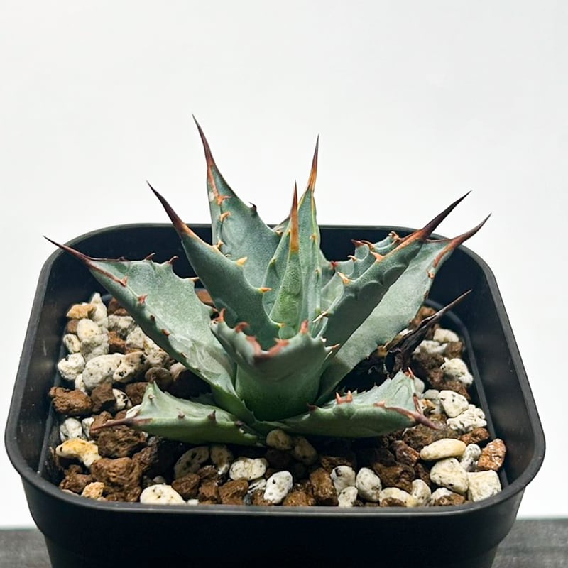 アガベ hybrid イシスメンシス×エボリスピナ/甲蟹X妖炎 【台湾 dragon