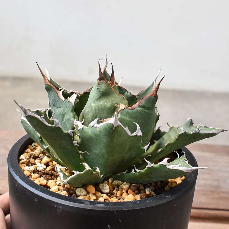 アガベ チタノタ CR-01 D.I.P鉢ごとセット レアタグ付き アガベ