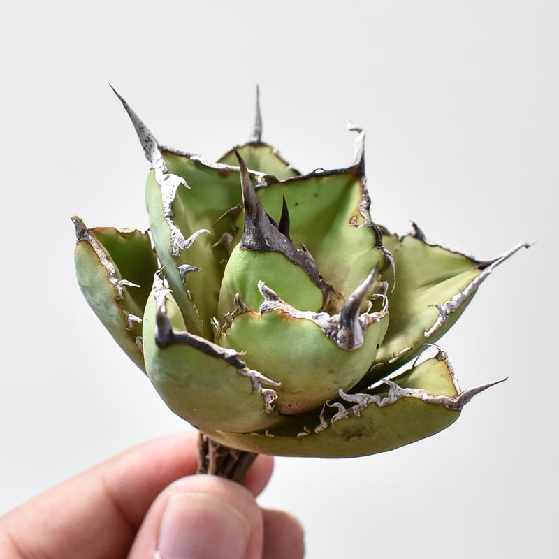 アガベ チタノタ 