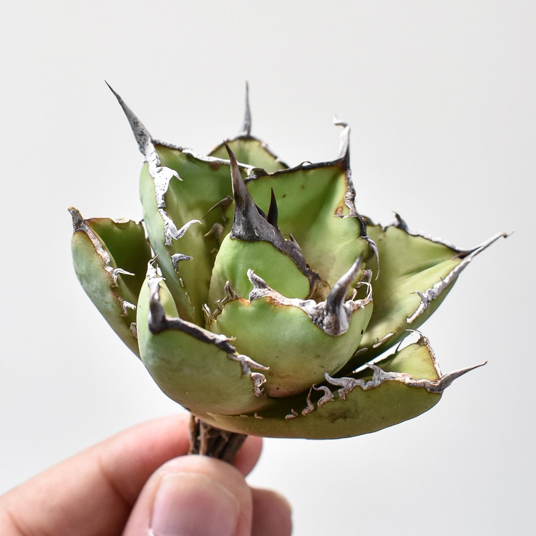 アガベ　ブルーダイヤモンド アガベブルーダイヤモンド | STORES