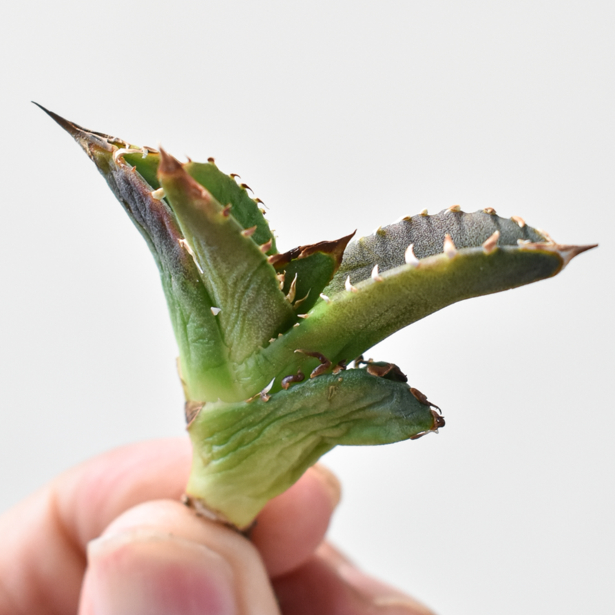 アガベ チタノタ 