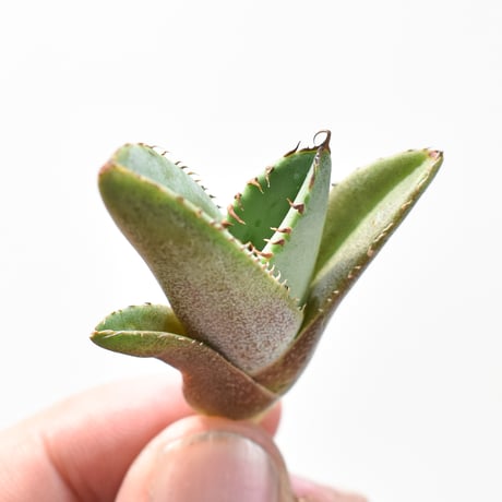 チタノタ白妖 | STORES