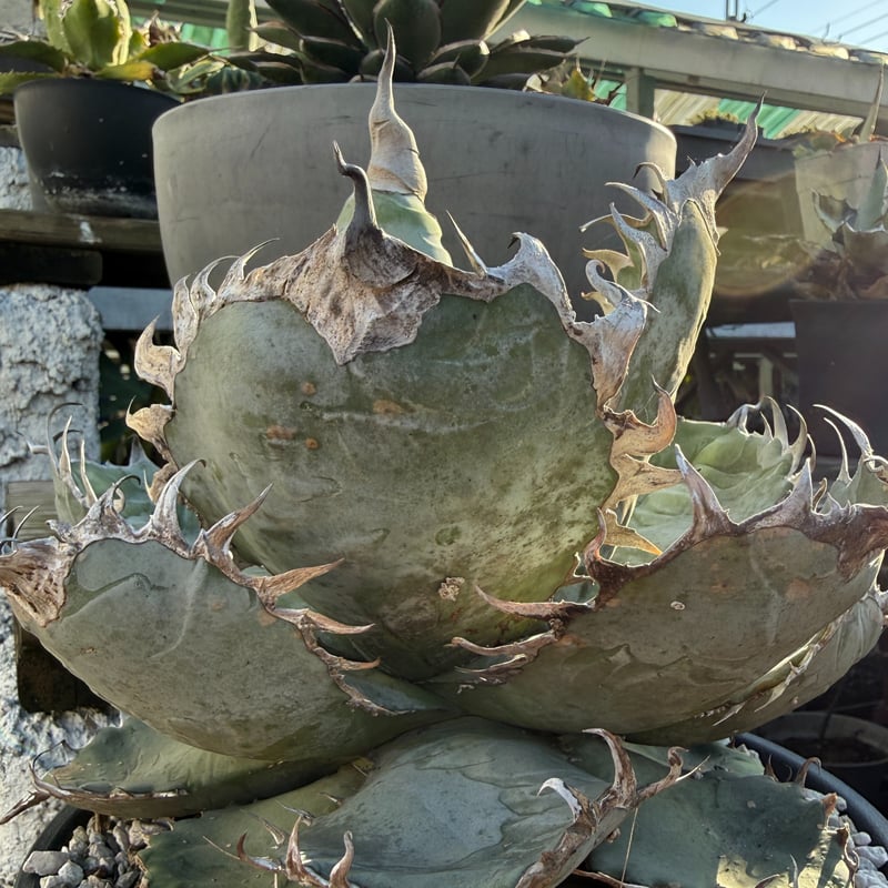 アガベ チタノタ 