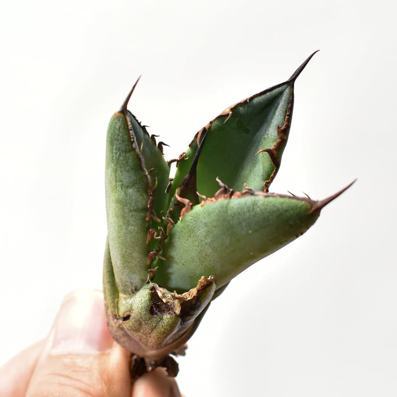 アガベ　シーザー　オテロイ　選抜 選抜株】アガベ・オテロイ 特選株 ぷっくりタイプ 2号 | | アガベ実生