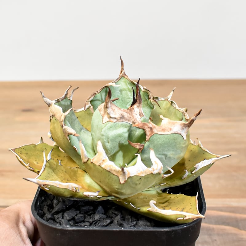 アガベ チタノタ 