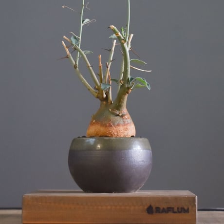 CATEGORY スピノーサ | RAFLUM / ラフラム｜東京、大阪の塊根植物