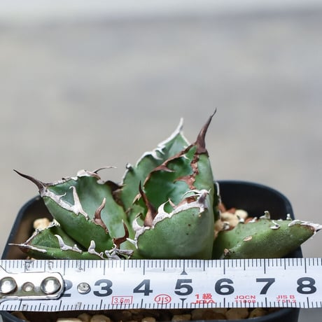 アガベ チタノタ "白鯨"  (発根済み/子株) RF231592 C(T)