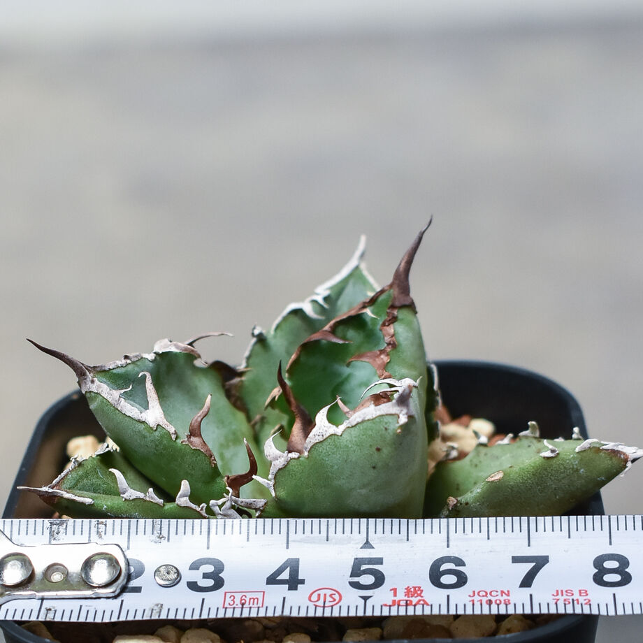 アガベ チタノタ 