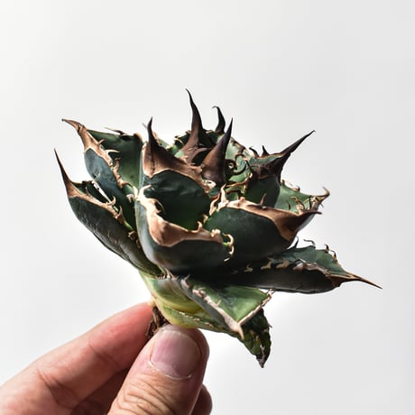 アガベチタノタ黒犀牛 Amazon｜アガベ チタノタ 黒犀牛/Agave titanota 'Black Rhino/観葉