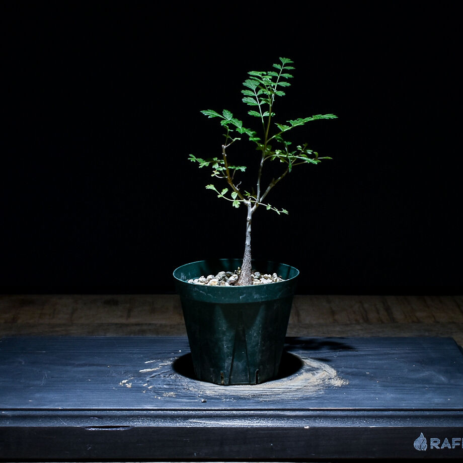 人気を誇る パキコルムス ディスカラー 塊根植物・コーデックス