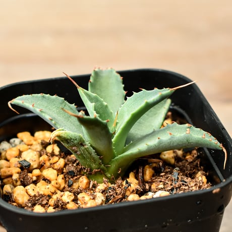 CATEGORY 夏型植物 | RAFLUM / ラフラム｜東京、大阪の塊根植物