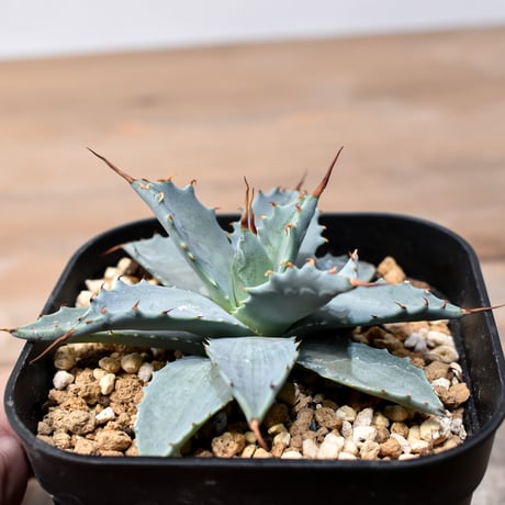 アガベ ハイブリット 日系イシスメンシス×象牙妖炎（陽炎エボリ）【台湾botanical_seeker産】RF25011380