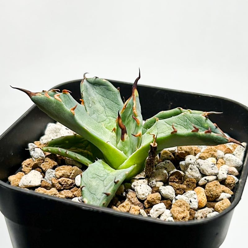 Dennis hybrid 黑帝斯x妖炎 /ハデス×エボリスピナ 【台湾DENNIS産】RFD