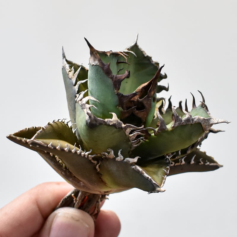 ブ*リ様 21アガベ　チタノタ レッドキャットウィーズル 赤猫 ボールタイプ アガベ チタノタ レッド キャットウィーズル（赤猫）033