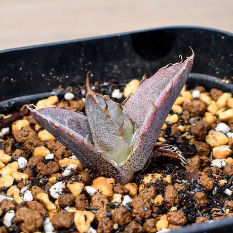 【RAFLUM育成株 5個セット】アガベ Mexico oteroi seeding / オテロイ実生 メキシコ産  【RAFLUM産/実生/子株】F2
