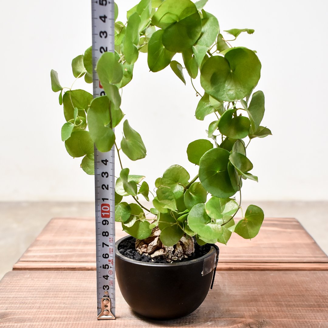 ディオスコレア・エレファンティペス