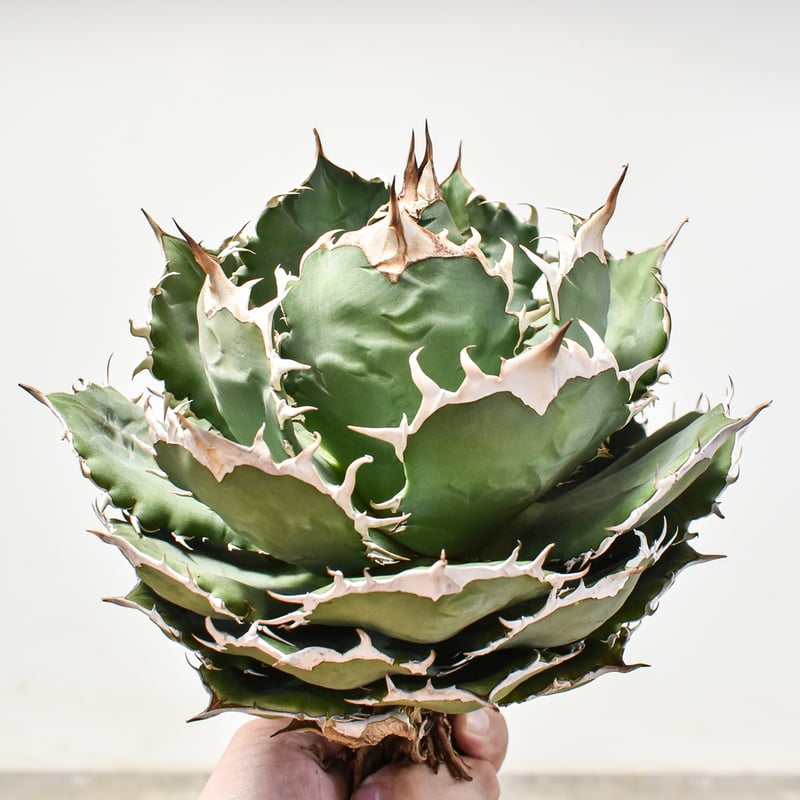 アガベ チタノタ オテロイ 