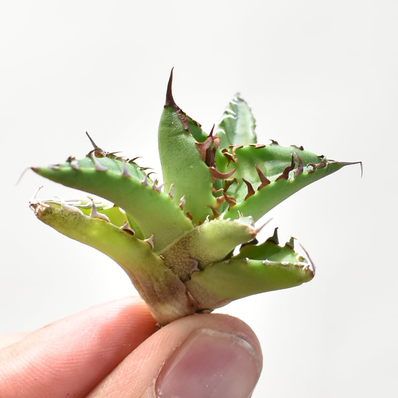 Momiji 　alba2株 Hospita1株 アガベ Dennis hybrid ホリダ×鬼爪（026） 